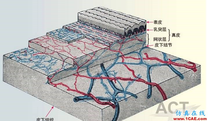 RF能量在醫(yī)療技術(shù)應(yīng)用中的研究進(jìn)展ansysem應(yīng)用技術(shù)圖片9